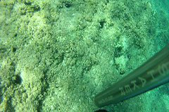 Click to enlarge

WeDive - Croatia-2015