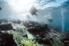 Click to enlarge

WeDive - Egipt-2021