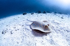 Click to enlarge

WeDive - Egipt-2021