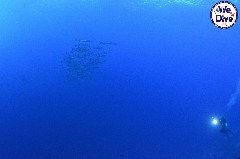 Click to enlarge

WeDive - FamousFive