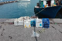 Click to enlarge

WeDive - Maldive-2017