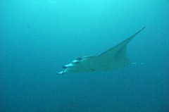 Click to enlarge

WeDive - Maldive-2017