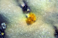 Click to enlarge

WeDive - Maldive-2017