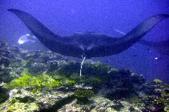 Click to enlarge

WeDive - Maldive-2017