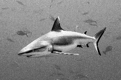 Click to enlarge

WeDive - Maldive-2017