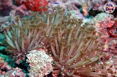 Click to enlarge

WeDive - Maldive-2019