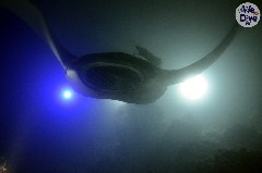 Click to enlarge

WeDive - Maldive-2019