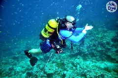 Click to enlarge

WeDive - Maldive-2019