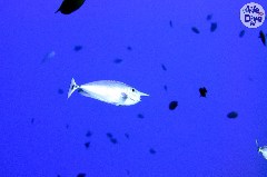 Click to enlarge

WeDive - Maldive-2019