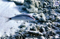 Click to enlarge

WeDive - Maldive-2019