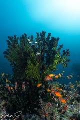 Click to enlarge

WeDive - Maldive-2021