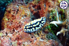 Click to enlarge

WeDive - RajaAmpat-2020