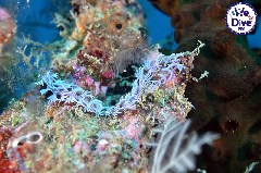 Click to enlarge

WeDive - RajaAmpat-2020