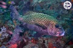 Click to enlarge

WeDive - RajaAmpat-2020