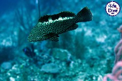 Click to enlarge

WeDive - RajaAmpat-2020