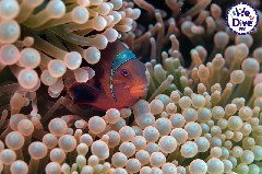 Click to enlarge

WeDive - RajaAmpat-2020