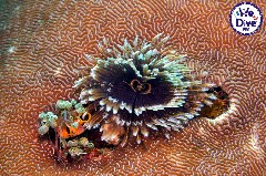 Click to enlarge

WeDive - RajaAmpat-2020