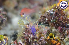 Click to enlarge

WeDive - RajaAmpat-2020