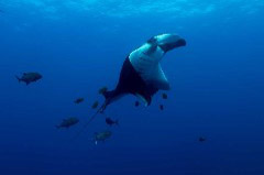 Click to enlarge

WeDive - Socoro-Mexic