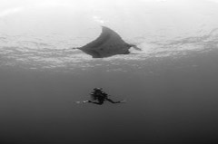 Click to enlarge

WeDive - Socoro-Mexic