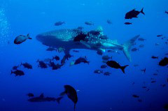 Click to enlarge

WeDive - Socoro-Mexic