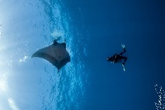 Click to enlarge

WeDive - Socoro-Mexic