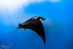 Click to enlarge

WeDive - Socoro-Mexic