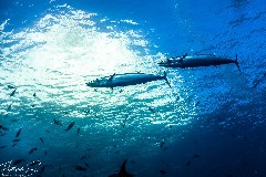 Click to enlarge

WeDive - Socoro-Mexic